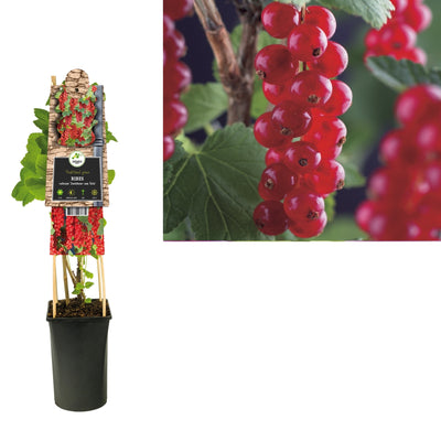 Plante grimpante Ribes rubrum Jonkheer van Tets (groseille)