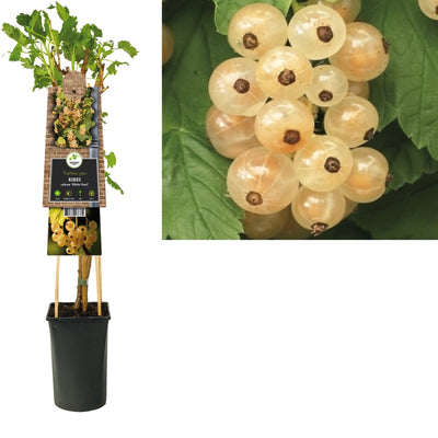 Plante grimpante Ribes rubrum White Pearl (groseille blanche)