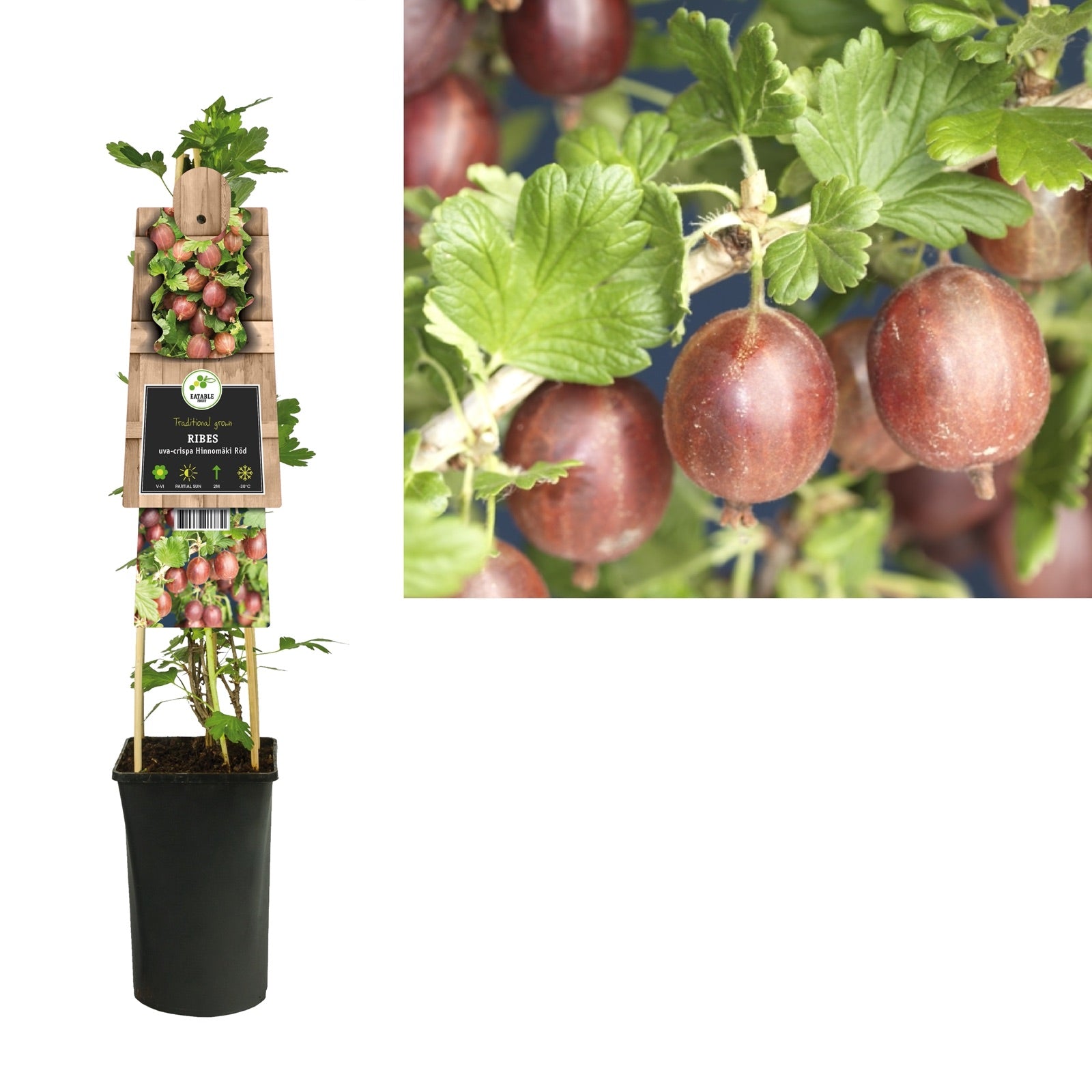 Klimplant Ribes uva-crispa Hinnomäki Röd (kruisbes) - Klimplanten