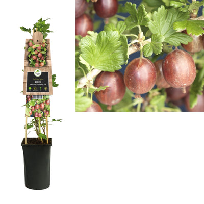 Plante grimpante Ribes uva-crispa Hinnomäki Röd (groseille à maquereau)