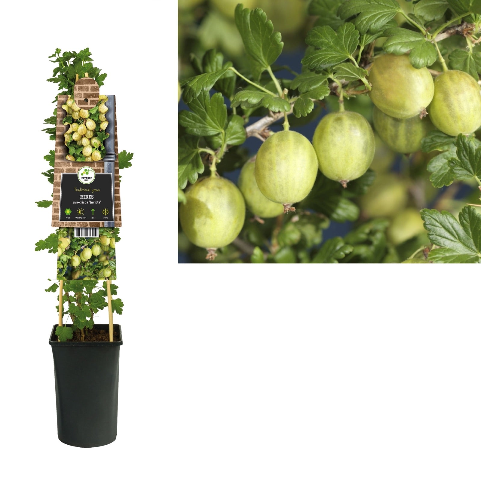 Klimplant Ribes uva-crispa Invicta (kruisbes) - Klimplanten