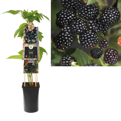 Plante grimpante Rubus Black Satin (mûrier sans épines)
