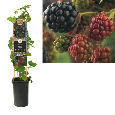 Plante grimpante Rubus Himalaya (mûre)