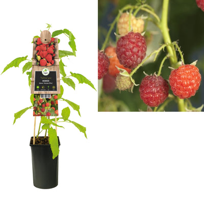 Plante grimpante Rubus idaeus Autumn Bliss (framboisier)