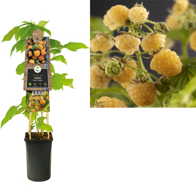 Plante grimpante Rubus idaeus Fallgold (framboisier)