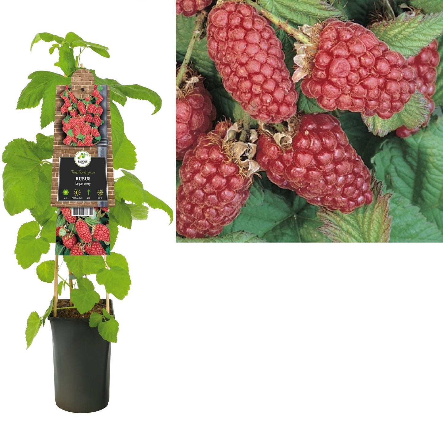 Klimplant Rubus Loganberry (framboos) - Klimplanten