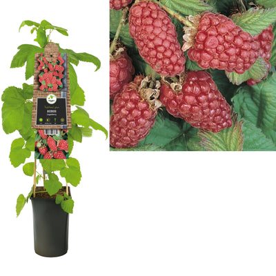 Plante grimpante Rubus Loganberry (framboise)