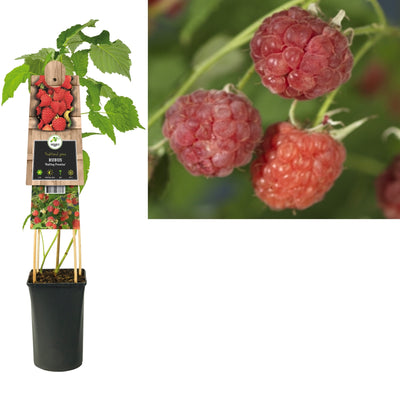 Plante grimpante Rubus Malling Promise (framboisier)