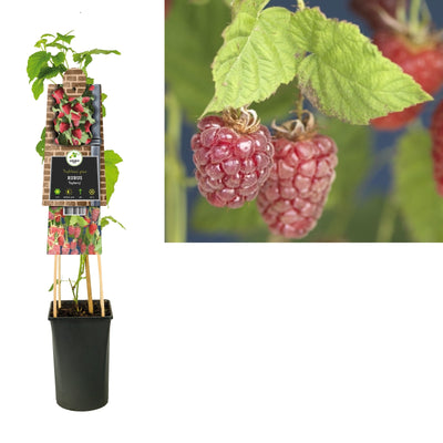 plante grimpante Rubus Tayberry (framboise)