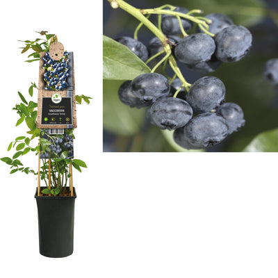 Plante grimpante Vaccinium corymbosum Jersey (myrtille)