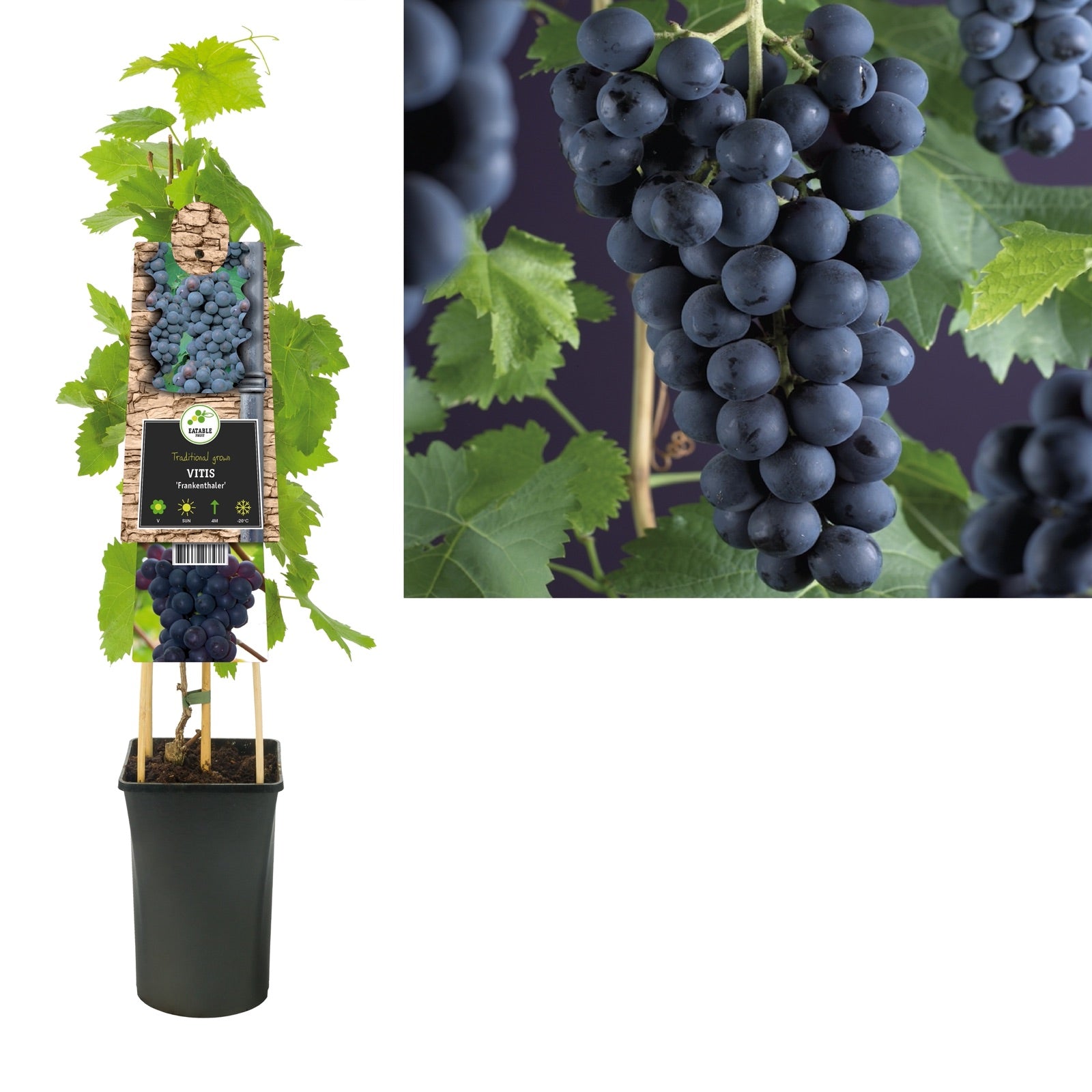 Klimplant Vitis Frankenthaler (druif) - Klimplanten