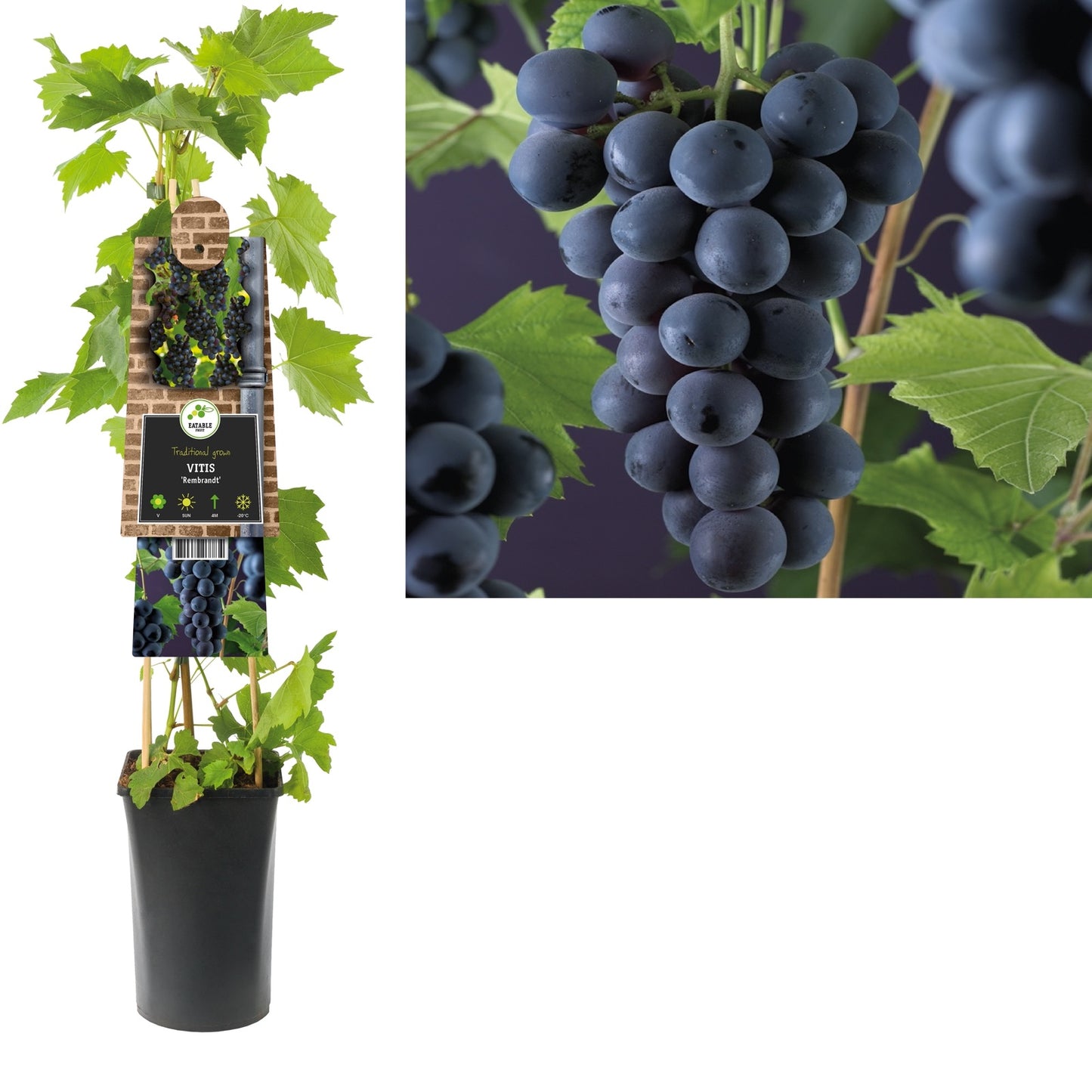 Klimplant Vitis Rembrandt (druif) - Klimplanten