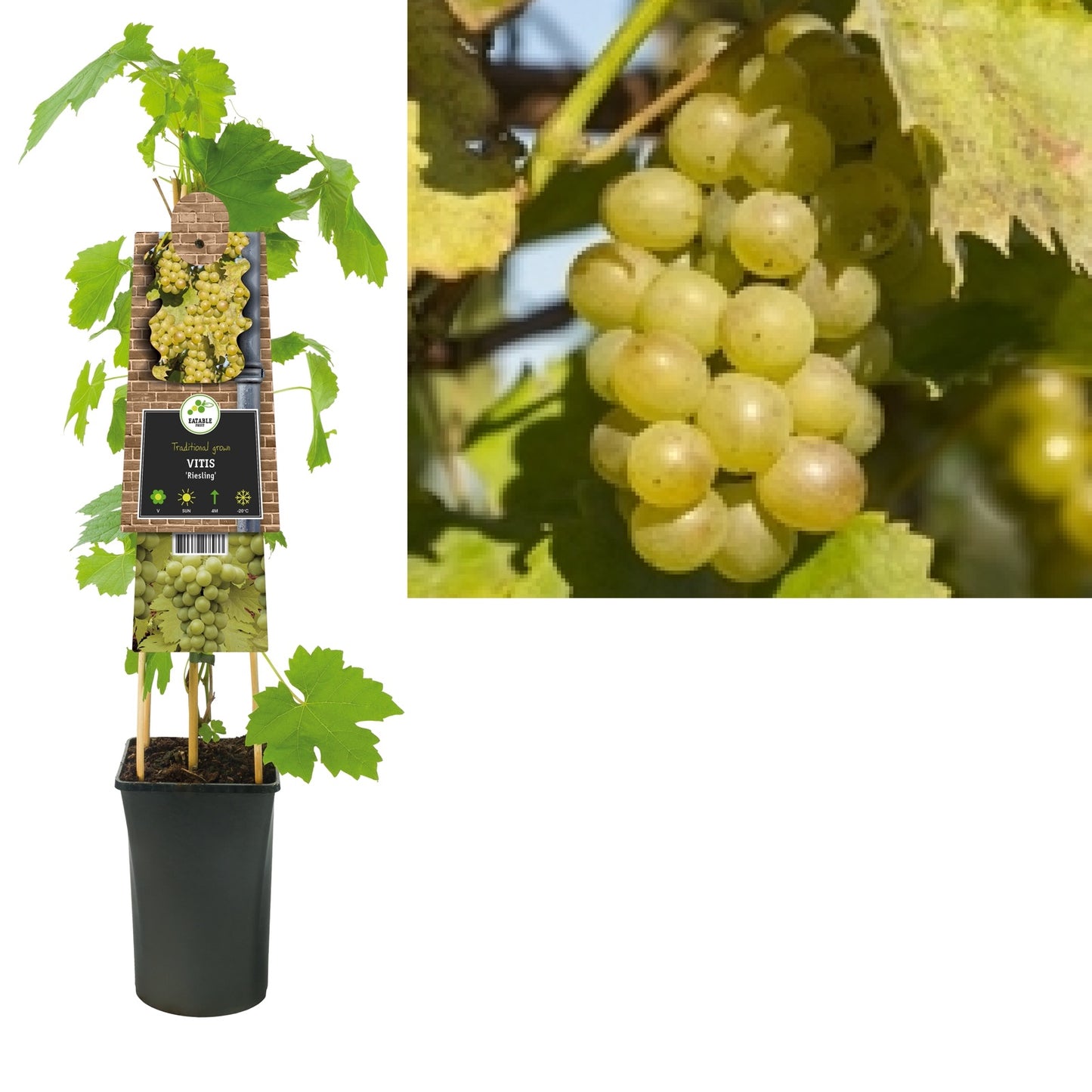 Klimplant Vitis Riesling (druif) - Klimplanten