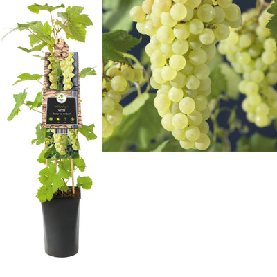 Plante grimpante Vitis Vroege van der Laan (raisin)