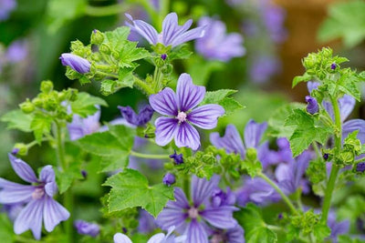 Mauve (Malva sylvestris 'Primley Blue')