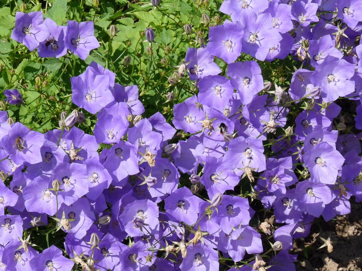 Karpatenklokje (Campanula carpatica ‘Blaue Clips’) - Tuinplanten
