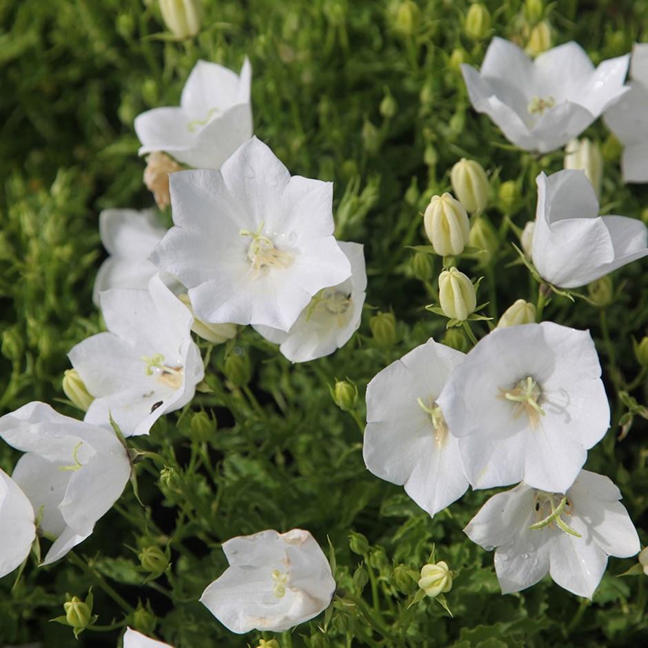 Karpatenklokje (Campanula carpatica ‘Weisse Clips’) - Tuinplanten