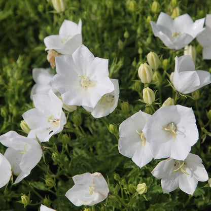 Karpatenklokje (Campanula carpatica ‘Weisse Clips’) - Tuinplanten