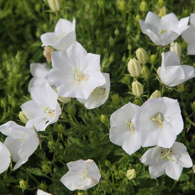 Campanule des Carpates (Campanula carpatica 'Weisse Clips')