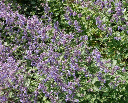 Kattekruid (Nepeta faassenii 'Six Hills Giant') - Tuinplanten