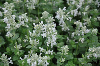 Menthe à chat (Nepeta faassenii 'Snowflake')