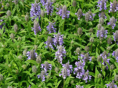 Cataire (Nepeta nervosa)