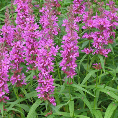 Salicaire (Lythrum salicaria 'Robert')