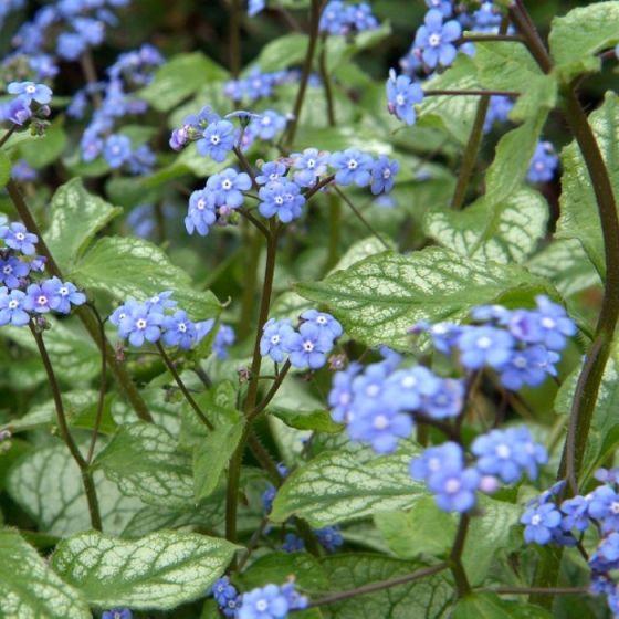 Kaukische vergeet-mij-niet (Brunnera macrophylla 'Jack Frost') - Tuinplanten