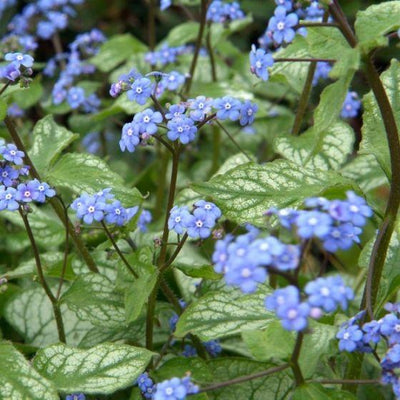 Myosotis du Caucase (Brunnera macrophylla 'Jack Frost')