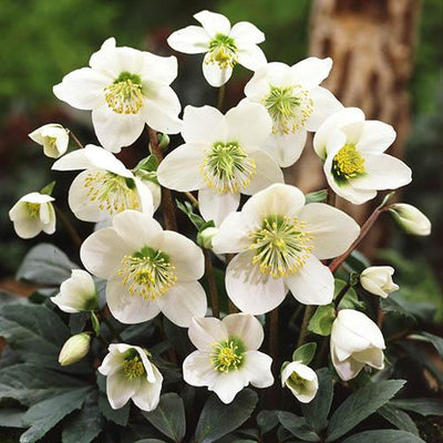 Rose de Noël (Helleborus niger)