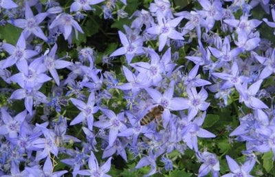 Campanule (Campanula garganica)