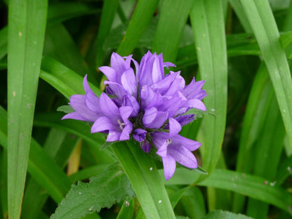 Kluwen klokje (Campanula glomerata 'Acaulis') - Tuinplanten