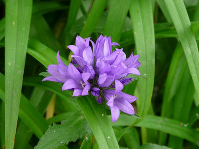 Campanule agglomérée (Campanula glomerata 'Acaulis')