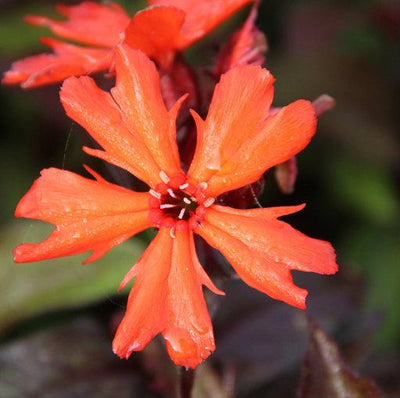 Fleur de coucou (Lychnis arkwrightii 'Vesuvius')