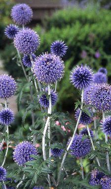 Chardon globe (Echinops ritro 'Veitch's Blue')