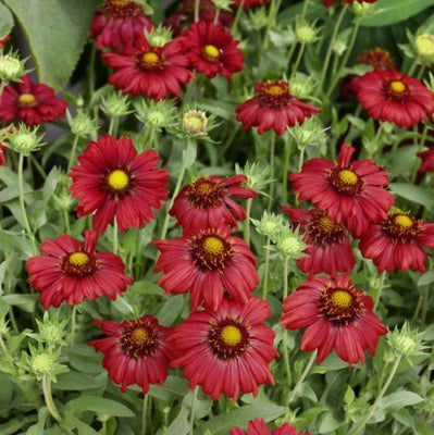 Fleur de cocarde (Gaillardia 'Burgunder')