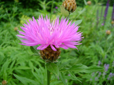 Bleuet (Centaurea dealbata)