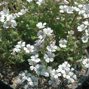 Gypsophile cerastioïde (Gypsophila cerastioides)