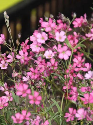 Gypsophile rampante (Gypsophila repens 'Rosea')