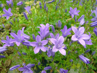 Campanule rampante (Campanula portenschlagiana)