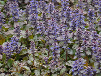 Vert noir rampant (Ajuga reptans 'Atropurpurea')