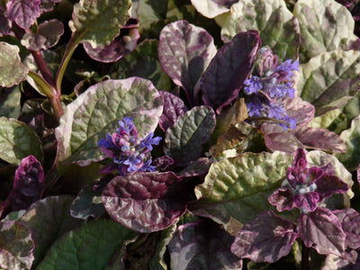Vert noir rampant (Ajuga reptans 'Burgundy Glow')