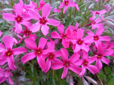 Phlox rampant (Phlox (S) 'Atropurpurea')