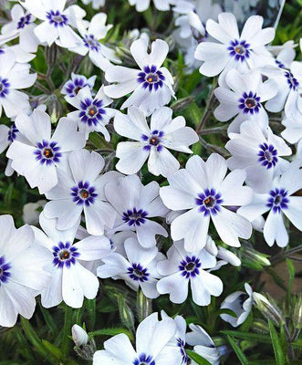 Phlox rampant (Phlox (S) 'Bavaria')