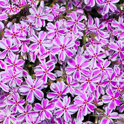 Phlox rampant (Phlox (S) 'Candy Stripes')