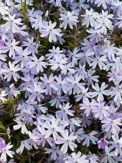 Kruipphlox (Phlox (S) 'Emerald Cushion Blue') - Tuinplanten