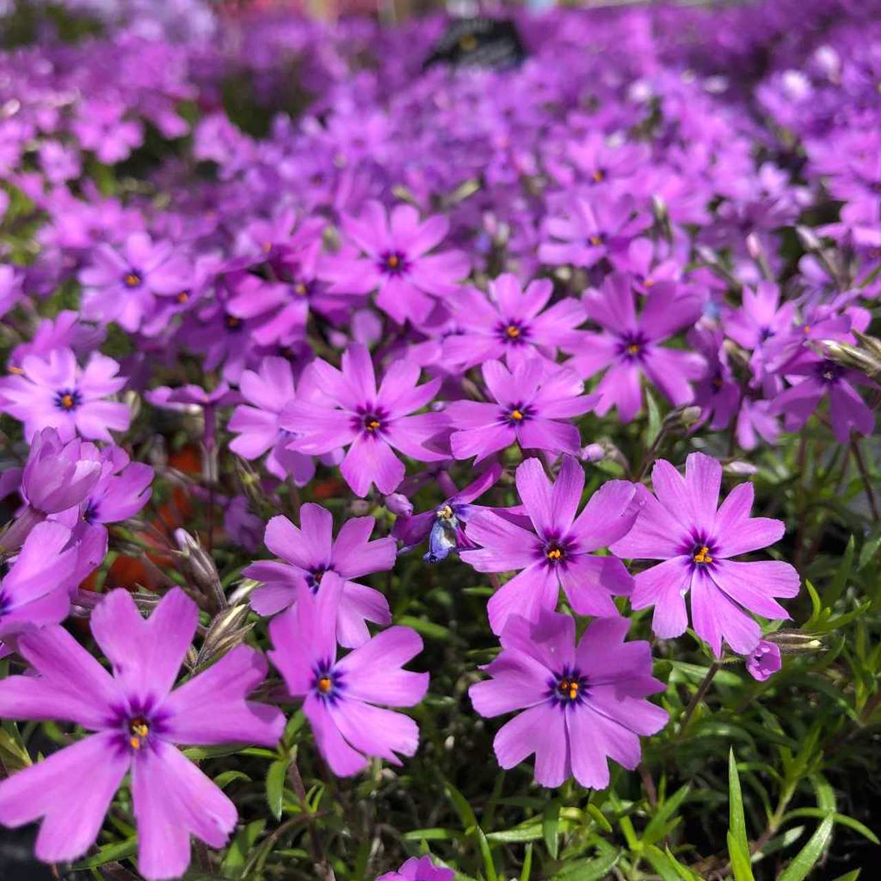 Kruipphlox (Phlox (S) 'Purple Beauty') - Tuinplanten