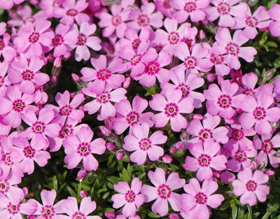 Phlox rampant (Phlox (S) 'Zwergenteppich')