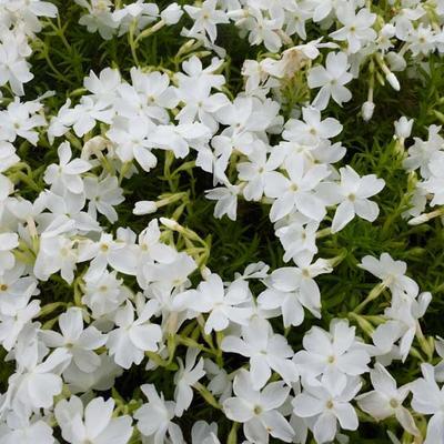 Kruipplox (Phlox (S) 'Calvides White') - Tuinplanten