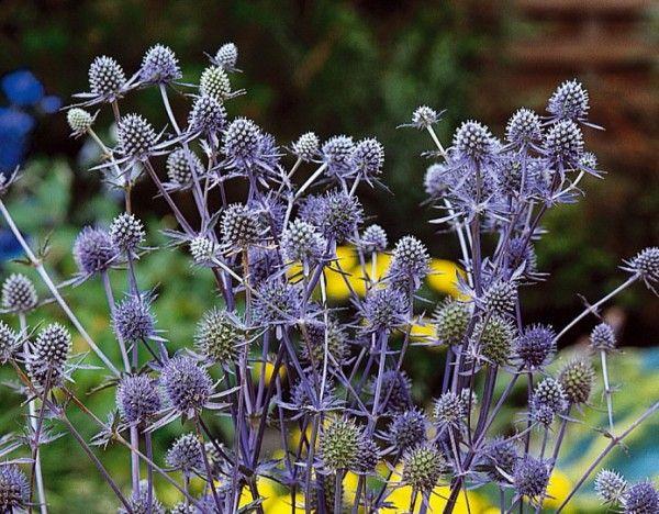 Kruisdistel (Eryngium planum) - Tuinplanten